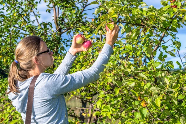 Young woman picking apples from apple tree in orchard. Autumn harvesting season.