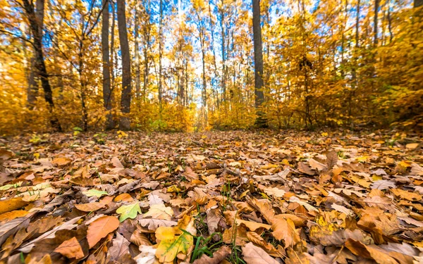 Дорога Опавшими Листьями Лесу Осенний Пейзаж Вид Низким Углом — стоковое фото