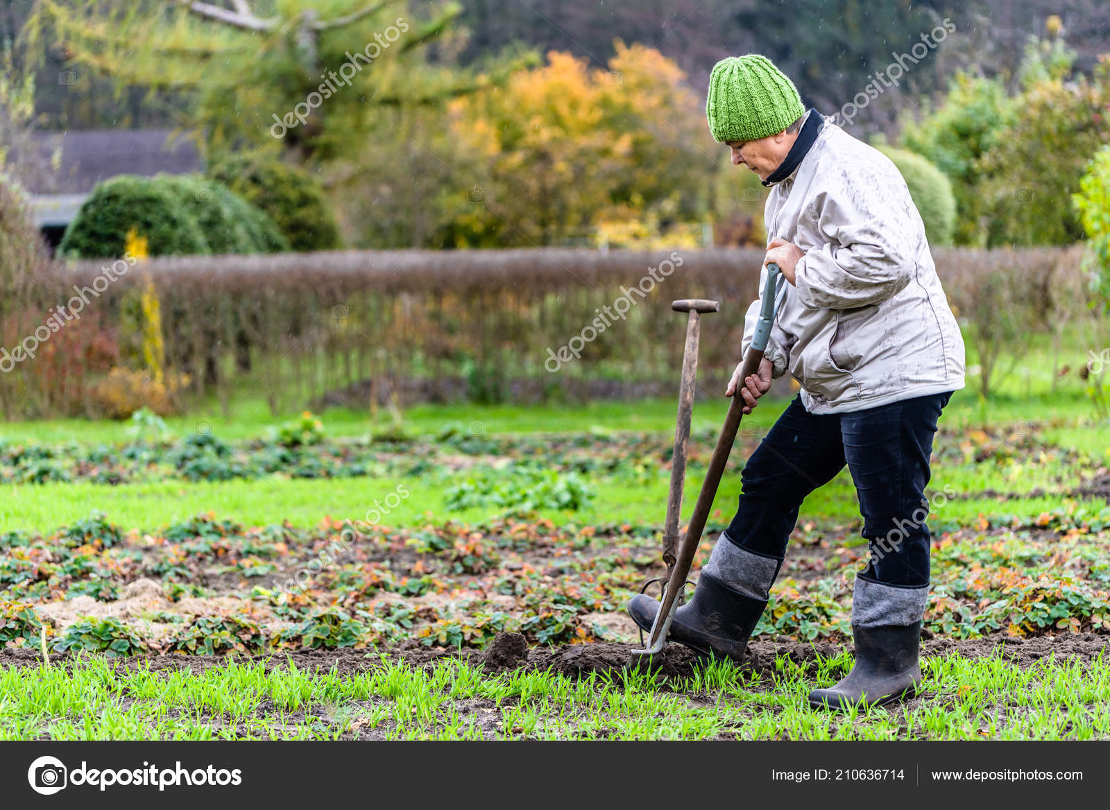 Woman Digging Garden Soil Preparing Planting Autumn Gardening