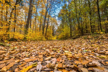 Sonbahar ormandaki yolda düşen yapraklar manzara Ekim ayında, doğa sahne, düşük açılı görünüş