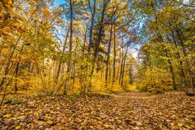 Orman, sonbahar manzara, doğa sahne sarı ağaç ve düşen yapraklar yolunda