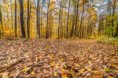 Sonbahar orman, yol düşen yapraklar ile peyzaj