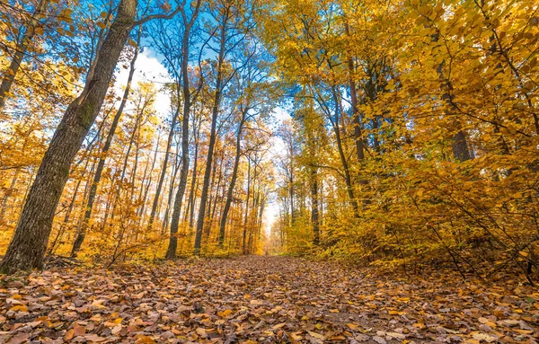 Camino Rural Bosque Otoñal Paisaje Octubre Paisaje Natural Con Hojas — Foto de Stock