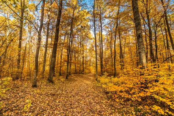 Camino Bosque Paisaje Otoñal Paisaje Natural Con Árboles Hojas Amarillas — Foto de Stock