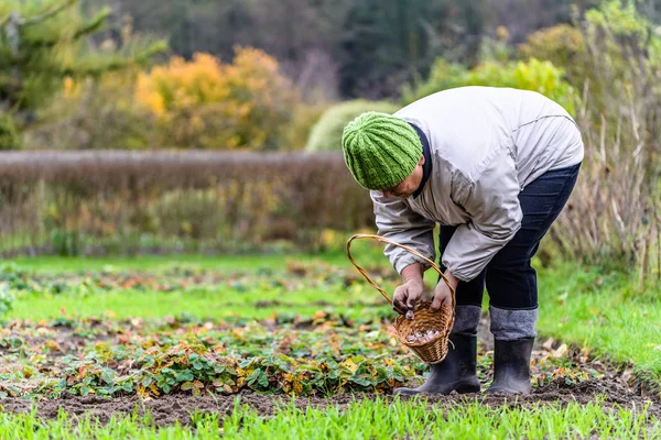 Agricoltrice Che Piantava Aglio Nell Orto Giardinaggio Autunnale — Foto Stock