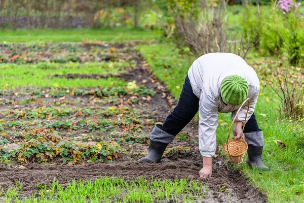 Kvinnliga Trädgårdsmästaren Plantera Vitlök Grönsakslandet Höstens Trädgårdsarbete — Stockfoto