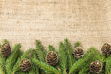 Çam kozalakları rustik zemin üzerine yeşil Noel ağacı şube