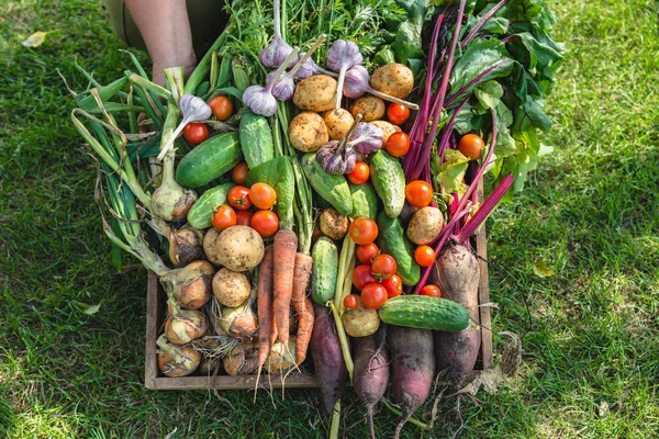 Farmer Vegetables Wooden Box Vegetable Harvest Garden Produce Organic Farming — Stock Photo, Image