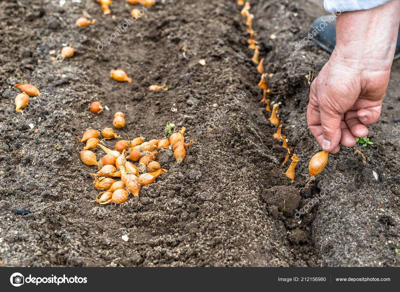 Download Hand Planting Seeds Onion Farm Organic Vegetable Garden Bio Desktop Wallpaper Free Get Wallpaper Hand Planting Seeds Onion Farm Organic Vegetable Garden Bio For Android Free
