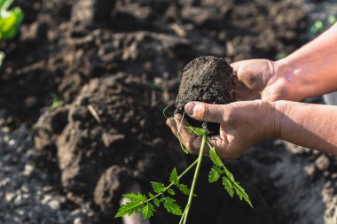 Bahar bahçe, mevsimlik iş toprağa içine bitkiler Dikim domates fide holding çiftçinin eller