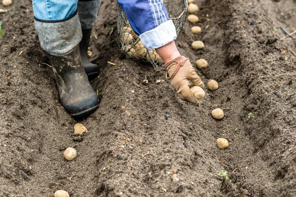 Bio potato seeds. Farmer planting potatoes on field, organic farming concept