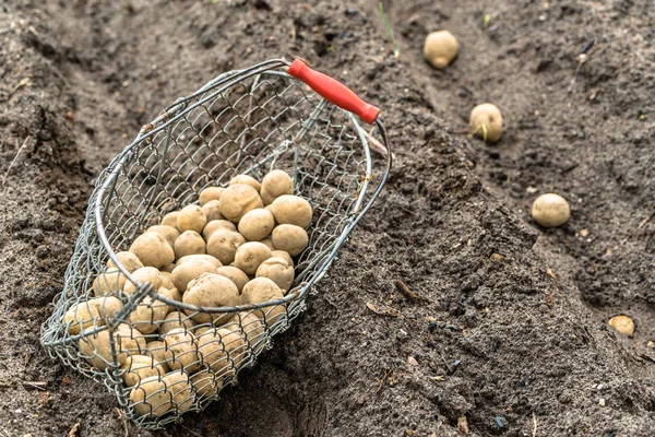 Planting potato on farm. Basket with seeds of potatoes on field, organic farming concept.