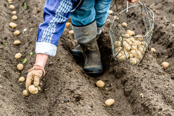 Farmer Field Planting Potato Seeds Organic Farming Seasonal Work Field — Stock Photo, Image