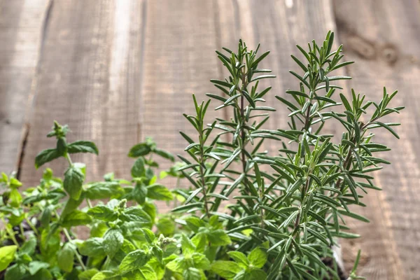 Rosemary Segar Mint Dan Kemangi Garden Herbal Atas Meja Kayu — Stok Foto