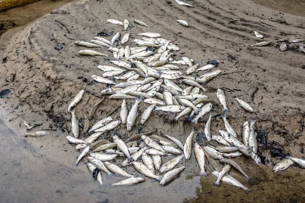 Dead fish on the beach from contaminated water, pollution and ecological disaster