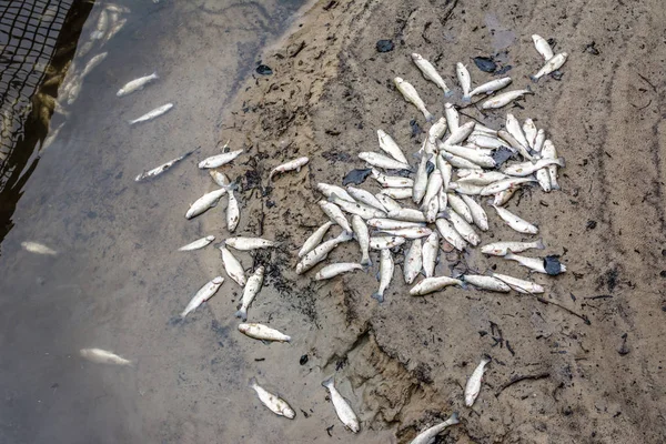 Dead fish on the beach from contaminated water, pollution and ecological disaster