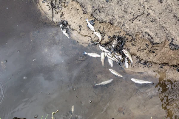 Dead fish on the beach from contaminated water, pollution and ecological disaster