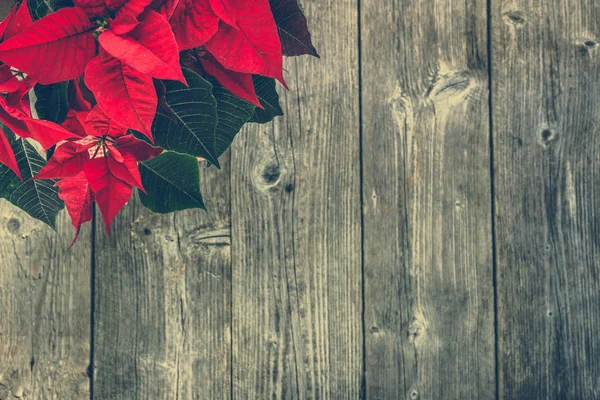 Červená Poinsettie Vánoční Květina Dekorace Stůl Dřevěné Rustikální Pozadí — Stock fotografie