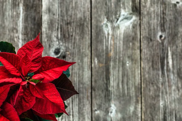 Vánoční Dekorace Stůl Vánoční Květina Červená Poinsettie Pohled Shora — Stock fotografie