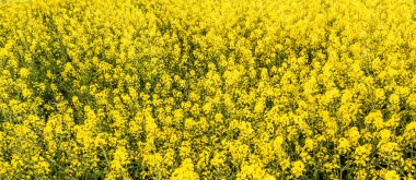 Kolza tohumu alan, sarı çiçekler arka plan