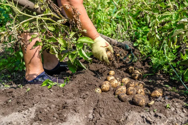 Ekologiskt Jordbruk Färsk Potatis Skörden Fältet Bonde Gräva Potatis Från — Stockfoto