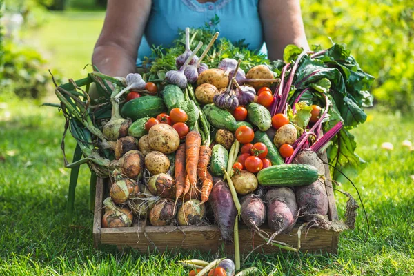 Agricultor Con Verduras Caja Cosecha Verduras Frescas Granja Productos Jardín — Foto de Stock