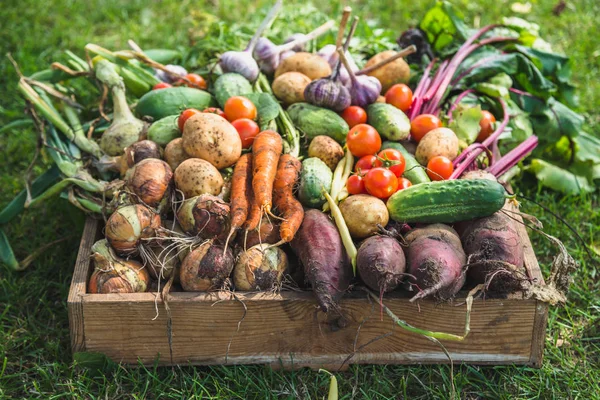バイオフード 庭は野菜を生産し収穫します 木箱の中の新鮮な野菜 — ストック写真