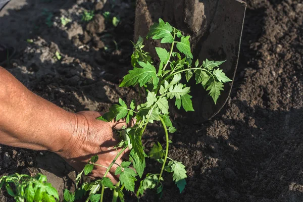 Agricoltura Biologica Mani Contadine Piantare Piantine Nel Terreno Nell Orto — Foto Stock