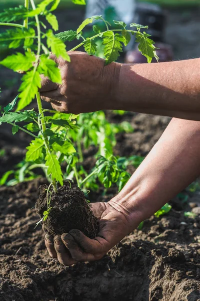 Farmer Hands Holding Tomato Seedling Planting Plants Ground Spring Garden Royalty Free Stock Images