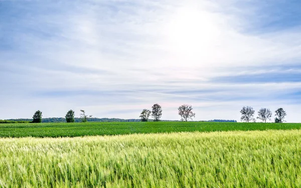 Paisagem Terras Agrícolas Campo Verde Com Grama Céu Azul Paisagem — Fotografia de Stock