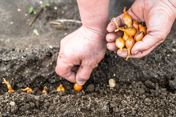 Mano Coltivatore Che Semina Cipolle Orto Biologico Mani Piantare Semi — Foto Stock