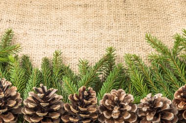 Çam kozalakları rustik zemin üzerine yeşil Noel ağacı şube