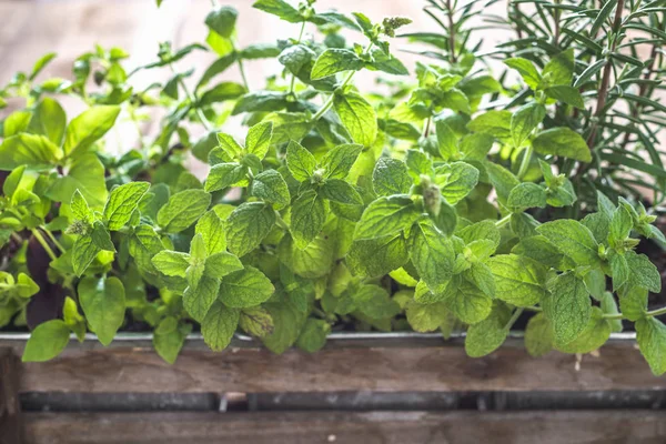 Kerti Növény Zöld Szerves Mentalevelet Friss Fűszernövények Fadobozban — Stock Fotó