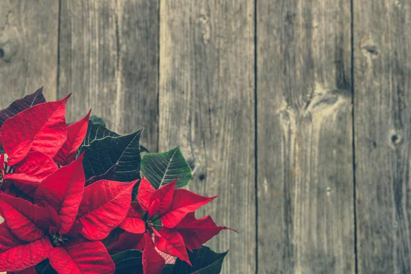 Vánoční Dřevěné Pozadí Květina Poinsettie Pohled Shora — Stock fotografie