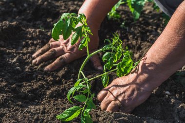 Bahçıvan bitki toprak fide ellerini. Bahçede dikim. Bahar bahçe ve organik tarım kavramı.