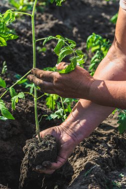 Domates bitkisinin fide dikim Bahçe, organik tarım kavramında bahçıvanla.