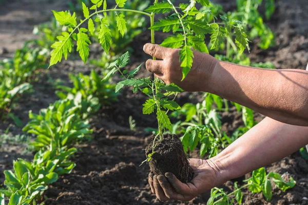 Landwirt Reicht Setzling Für Die Pflanzung Garten Arbeit Frühjahr Gartenarbeit — Stockfoto