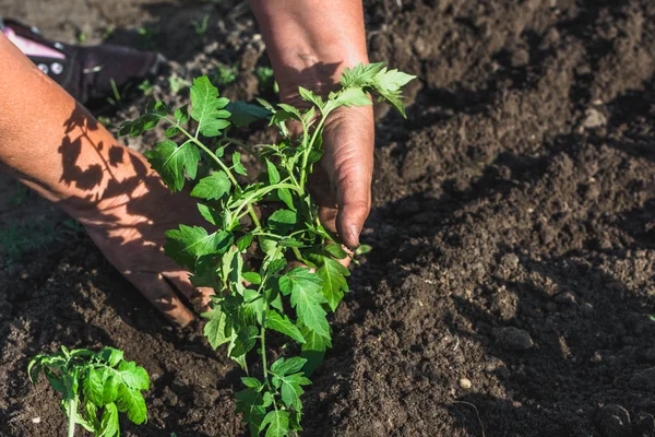 Spring Gardening Planting Vegetable Seedling Soil Farmer Put Young Vegetable — Stock Photo, Image