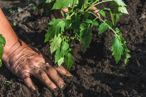 Фермер Руки Посадки Почвы Томатных Саженцев Огороде Овощей Органическое Земледелие — стоковое фото