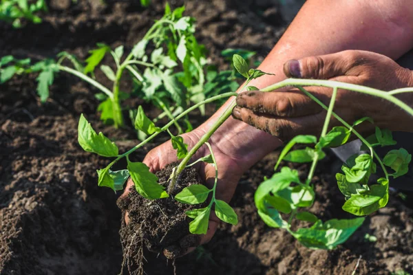 Mudas Tomate Nas Mãos Agricultor Trabalho Jardim Primavera Conceito Jardinagem — Fotografia de Stock