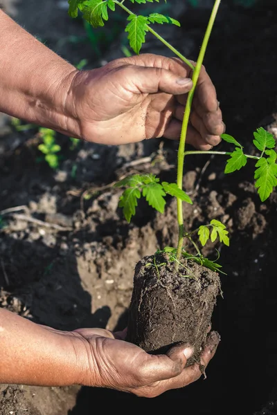 Farmer hands with seedlings for planting in the garden. Work in spring, gardening and organic farming concept.