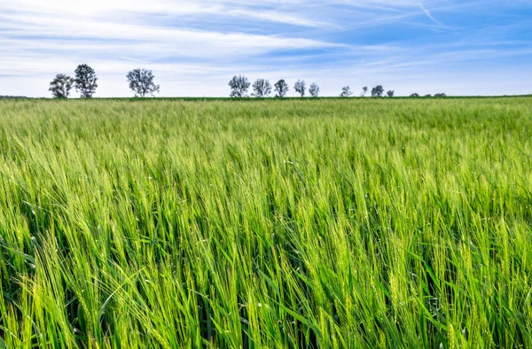 Buğday Alanında Büyüme Yeşil Çiftlik Bahar Manzara — Stok fotoğraf