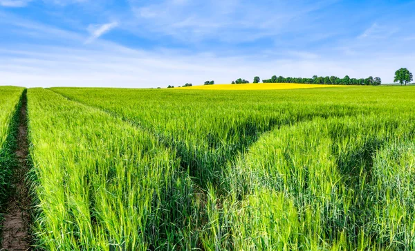 Zöld Mezőben Mezőgazdasági Földterületek Táj — Stock Fotó