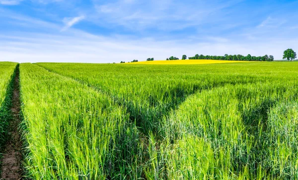 Route Dans Champ Terres Agricoles Vertes Paysage — Photo