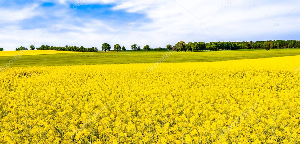 Rapeseed field, panorama of flowers on fields, farm land landscape in spring scenery