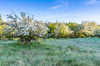 Şu yeni gelişen ağaç, bahar manzara