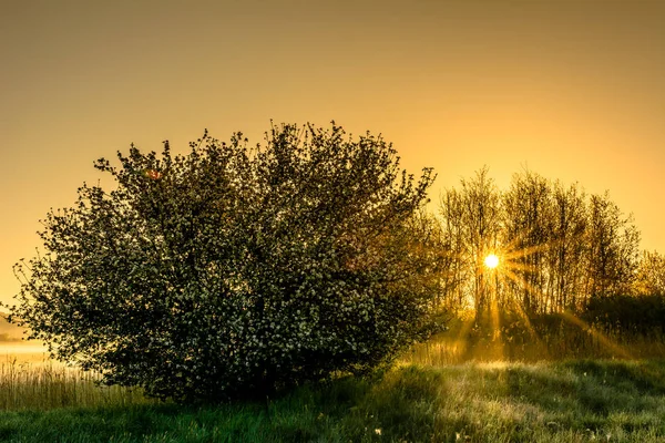 Красивые Природные Пейзажи Солнцем Сияющим Сквозь Деревья Весенний Пейзаж Время — стоковое фото