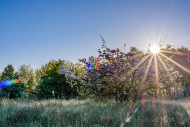 Güneş sabah güneş ağacı çiçeği üzerinde bahar sahne çayır üzerinde güneş ışınları