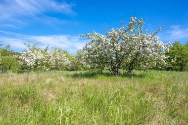 Mavi gökyüzü ve çiçek açması ağaç, bahar peyzaj alanı