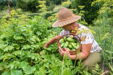 Kadın bahçede salatalık hasat - onları sepet içine seçmek. Organik Tarım Sebze hasat.